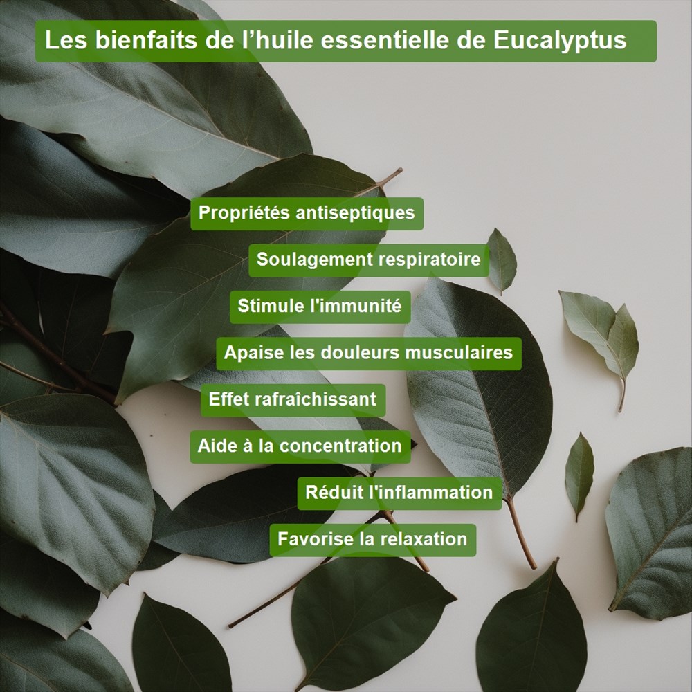 L'huile essentielle d'eucalyptus